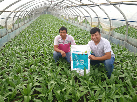 水溶肥，拉姆拉，翠姆