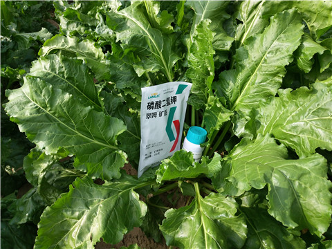 水溶肥，拉姆拉，翠姆