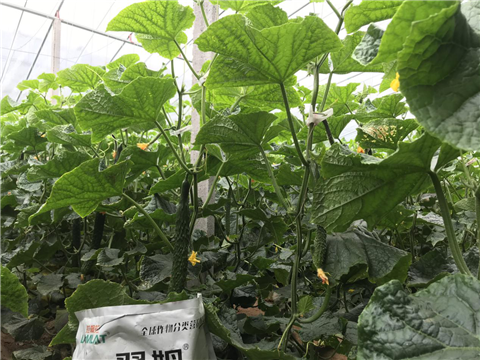 微生物菌劑，拉姆拉，翠姆