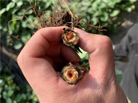 水溶肥，拉姆拉，翠姆