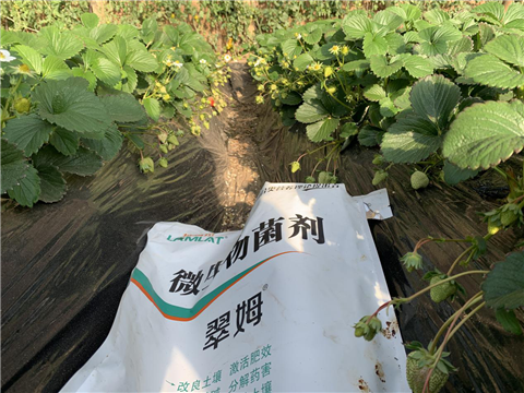 水溶肥，拉姆拉，翠姆