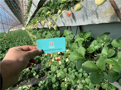 水溶肥，拉姆拉，翠姆