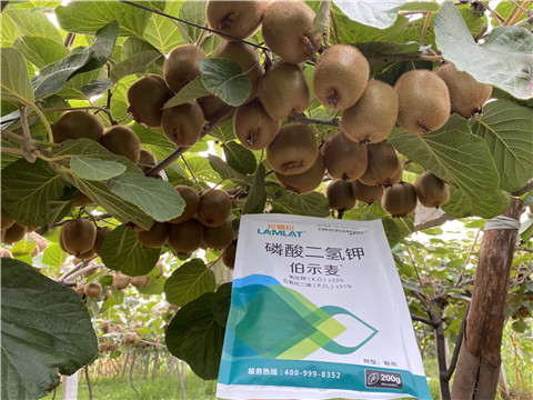 磷酸二氫鉀，拉姆拉，伯示麥