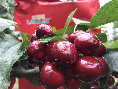 大量元素水溶肥，拉姆拉，翠姆