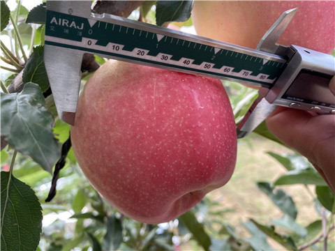 沖施肥，拉姆拉，翠姆