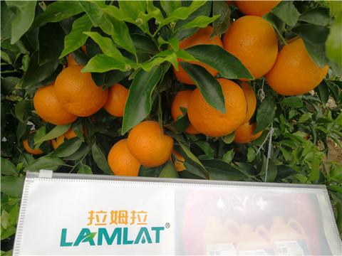 葉面肥，拉姆拉，翠姆