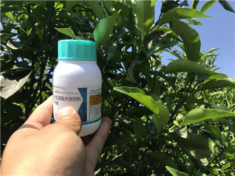 葉面肥，拉姆拉，翠姆