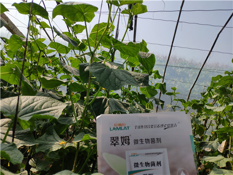 水溶肥，拉姆拉，翠姆