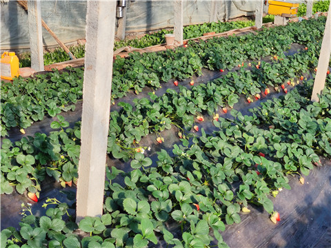 水溶肥，拉姆拉，翠姆