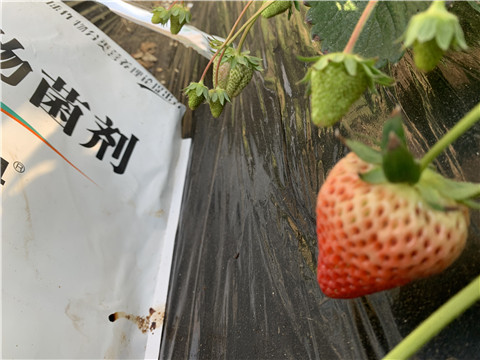 微生物菌劑，拉姆拉，翠姆