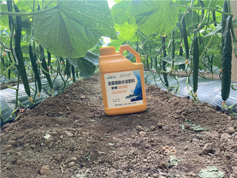 作物施肥管理，拉姆拉，翠姆