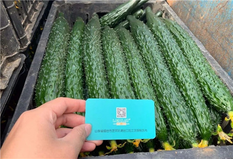 作物施肥管理，拉姆拉，翠姆