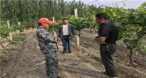 葉面肥，拉姆拉，翠姆