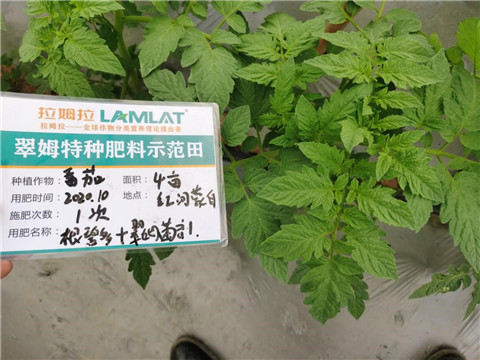 水溶肥，拉姆拉，翠姆