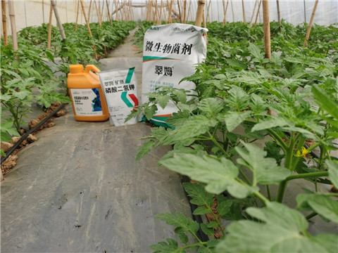 水溶肥，拉姆拉，翠姆