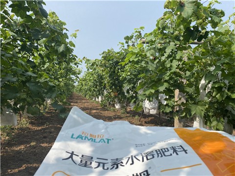 大量元素水溶肥，拉姆拉，翠姆