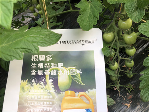 水溶肥，拉姆拉，翠姆