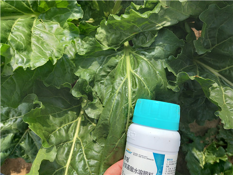 水溶肥，拉姆拉，翠姆