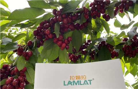 水溶肥，拉姆拉，翠姆