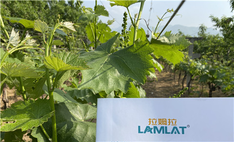 進(jìn)口水溶肥，拉姆拉，翠姆