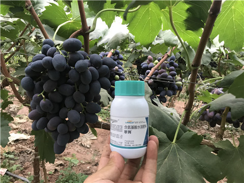 進(jìn)口水溶肥，拉姆拉，翠姆