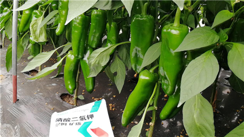 磷酸二氫鉀，拉姆拉，翠姆