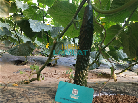 水溶肥，拉姆拉，翠姆