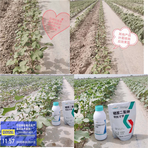 葉面肥，拉姆拉，翠姆