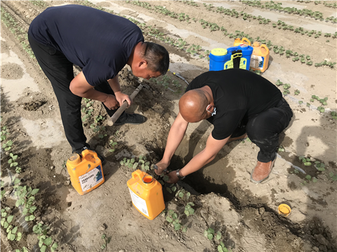 葉面肥，拉姆拉，翠姆