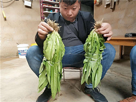 水溶肥，拉姆拉，翠姆