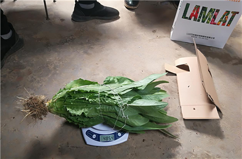 水溶肥，拉姆拉，翠姆