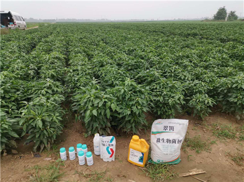 水溶肥，拉姆拉，翠姆