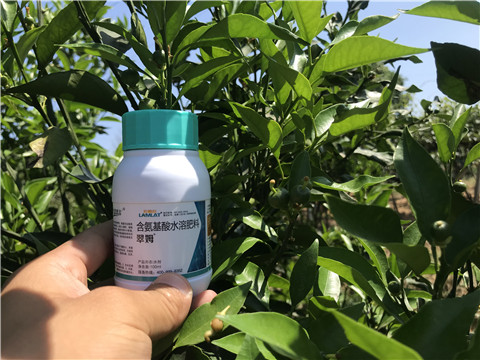 葉面肥，拉姆拉，翠姆