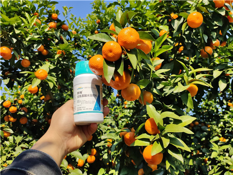 葉面肥，拉姆拉，翠姆