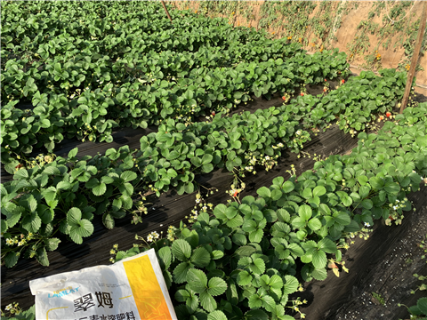 水溶肥，拉姆拉，翠姆