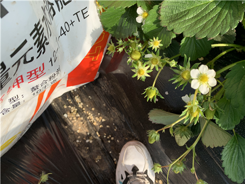 水溶肥，拉姆拉，翠姆