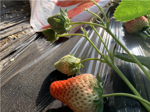 水溶肥，拉姆拉，翠姆