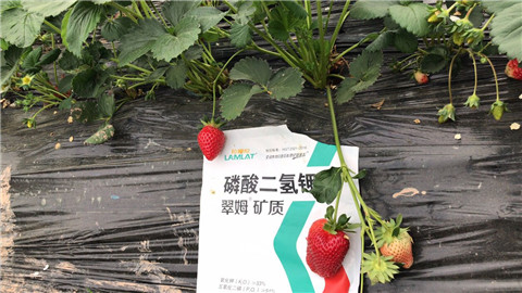 磷酸二氫鉀，拉姆拉，翠姆