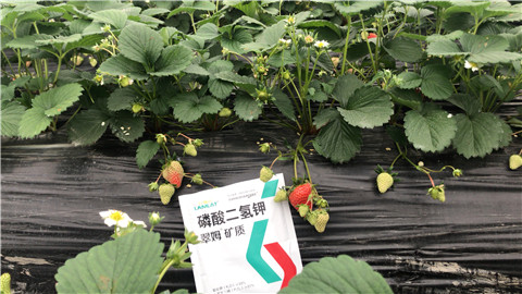 磷酸二氫鉀，拉姆拉，翠姆