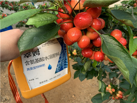 水溶肥，拉姆拉，翠姆