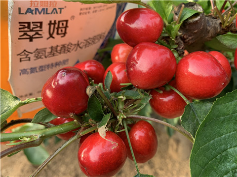 水溶肥，拉姆拉，翠姆