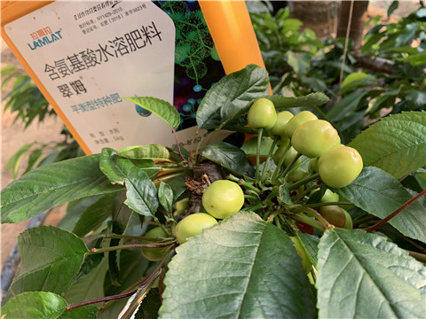 氨基酸水溶肥，拉姆拉，翠姆