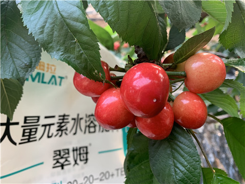 大量元素水溶肥，拉姆拉，翠姆