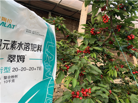 大量元素水溶肥，拉姆拉，翠姆