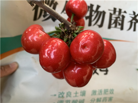 水溶肥，拉姆拉，翠姆