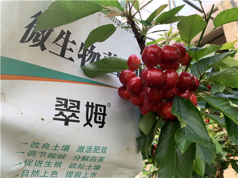 水溶肥，拉姆拉，翠姆