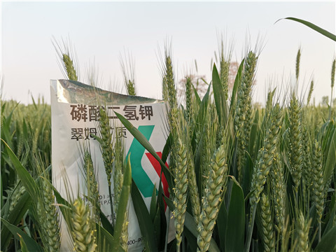 水溶肥，拉姆拉，翠姆