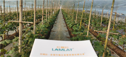 水溶肥，拉姆拉，翠姆