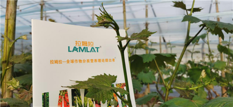 水溶肥，拉姆拉，翠姆