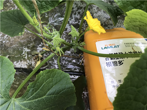 水溶肥，拉姆拉，翠姆